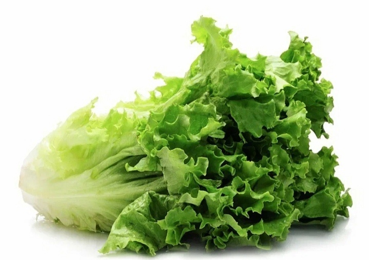 Салат листовой. 