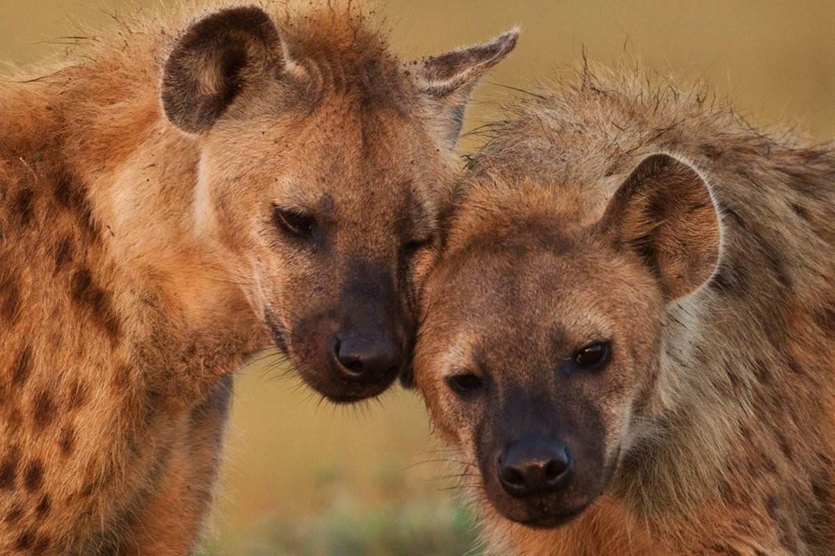 Никто нас не понимает.... 
Пятнистые гиены. Фото из интернета