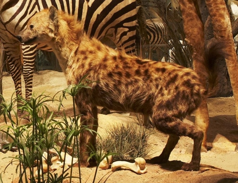 Пятнистая гиена, экспонат из коллекции Дарвиновского музея