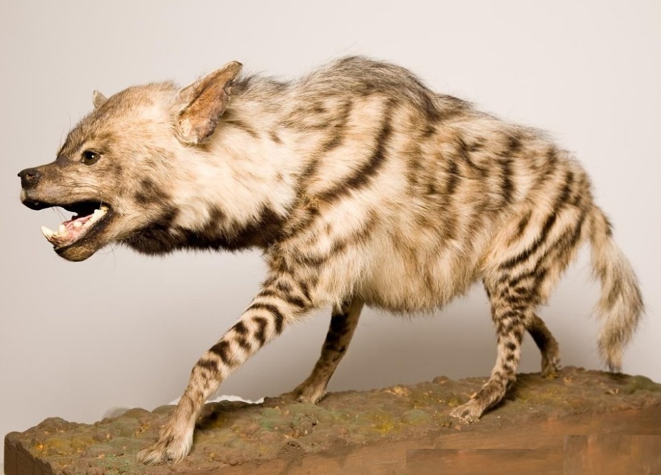 Полосатая гиена, экспонат из коллекции Дарвиновского музея