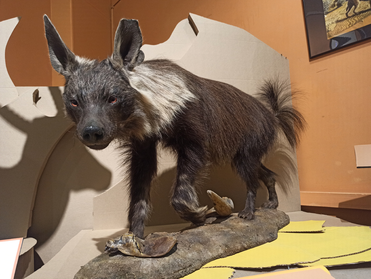 Бурая гиена, экспонат из коллекции Дарвиновского музея