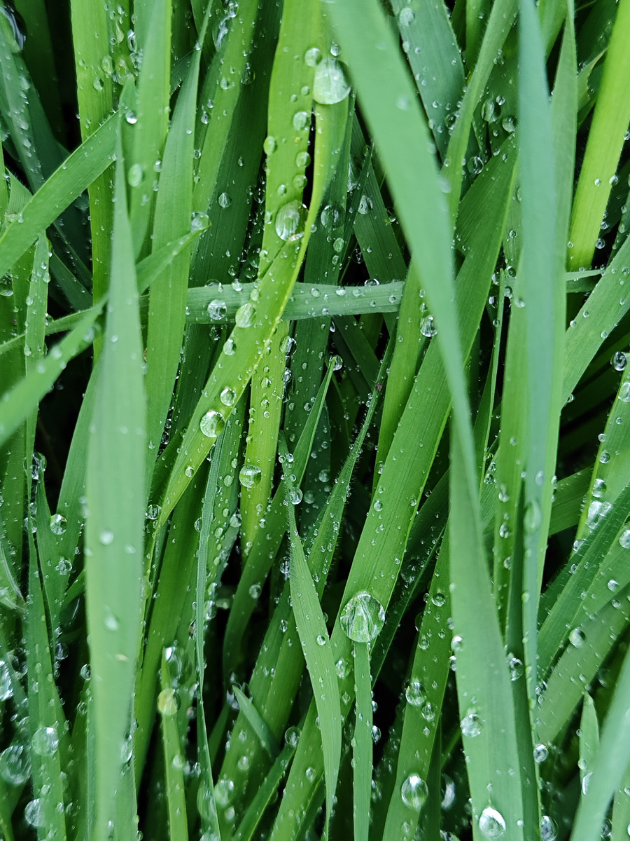 Дождинки на травинке (апрель 2025 года)