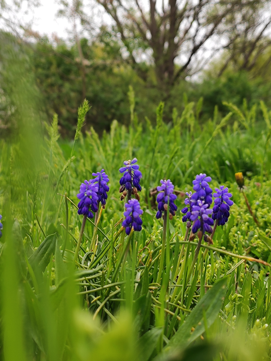 Мускари (апрель 2025 года)