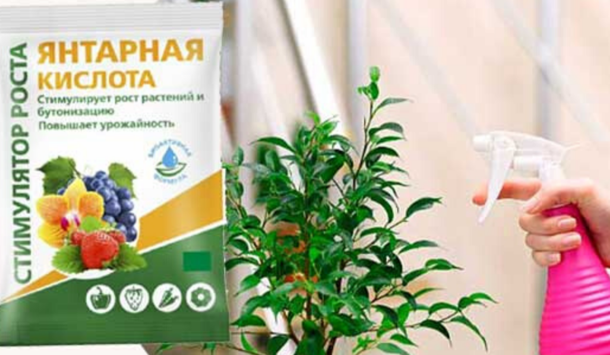 янтарная кислота