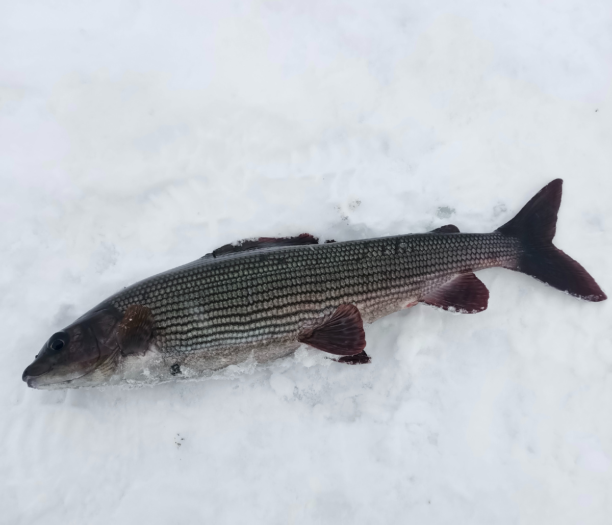 Хариус – один из самых желанных трофеев мурманских рыбаков.
