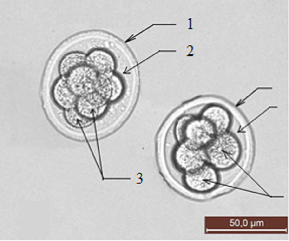 Преимплантационные эмбрионы мыши на стадии дробления. 1 – прозрачная оболочка (zona pellucida); 2 – перивителлиновое пространство; 3 – бластомеры.