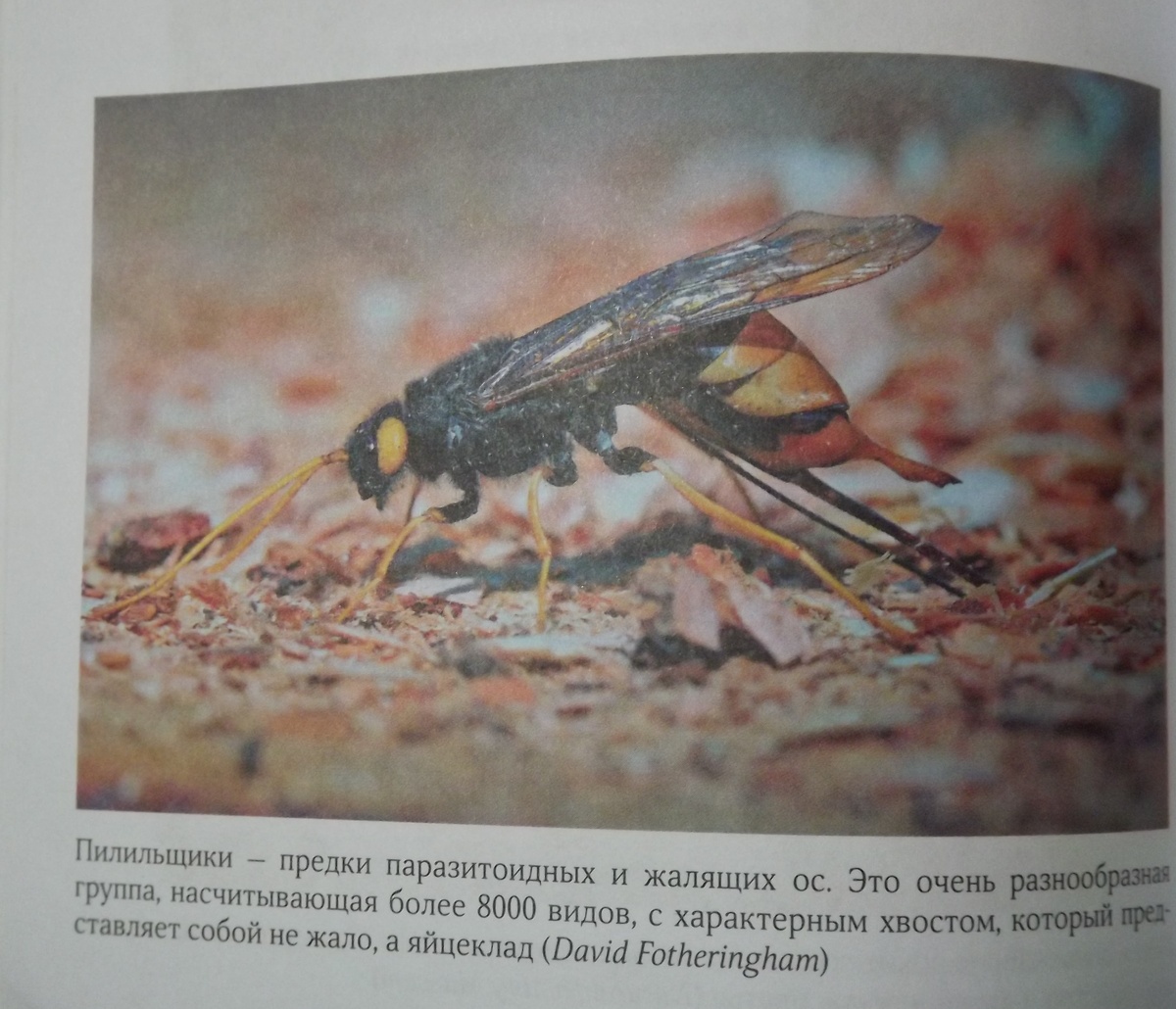 Рогохвост, фотовкладка в книге "Тайны осиного гнезда"