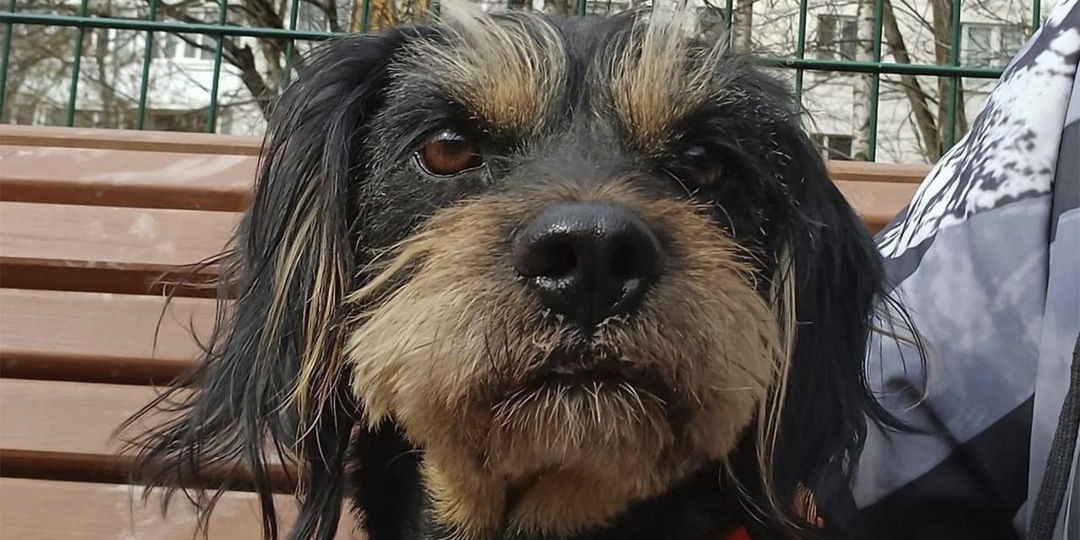 В Москве дважды спасли маленького песика-бородатика