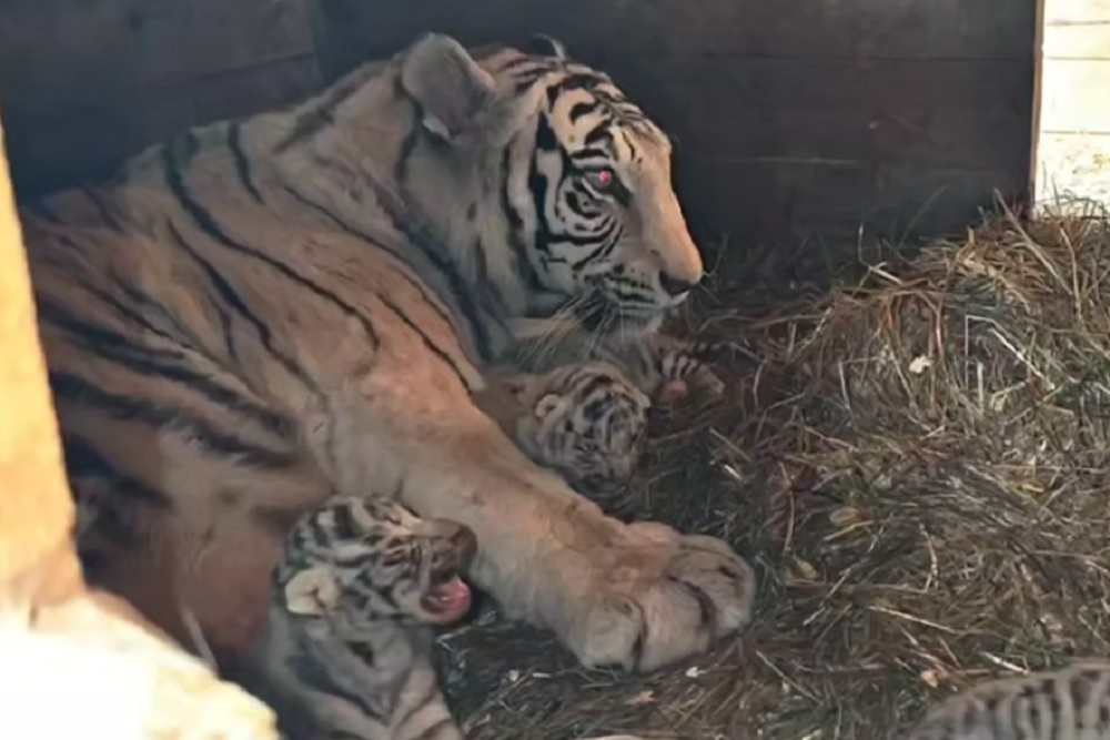    Барнаульский зоопарк