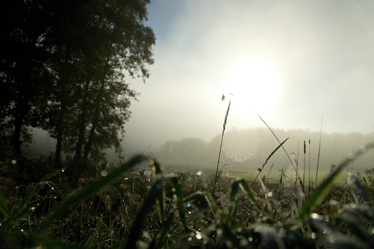 Роса и паутинка. фото яндекс.
