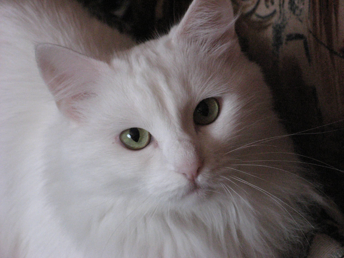 Моя ушедшая на радугу 14 лет назад кошка Шурка. Умнейшая белоснежная красавица, верная подруга. Ревновала меня ко всем вокруг.