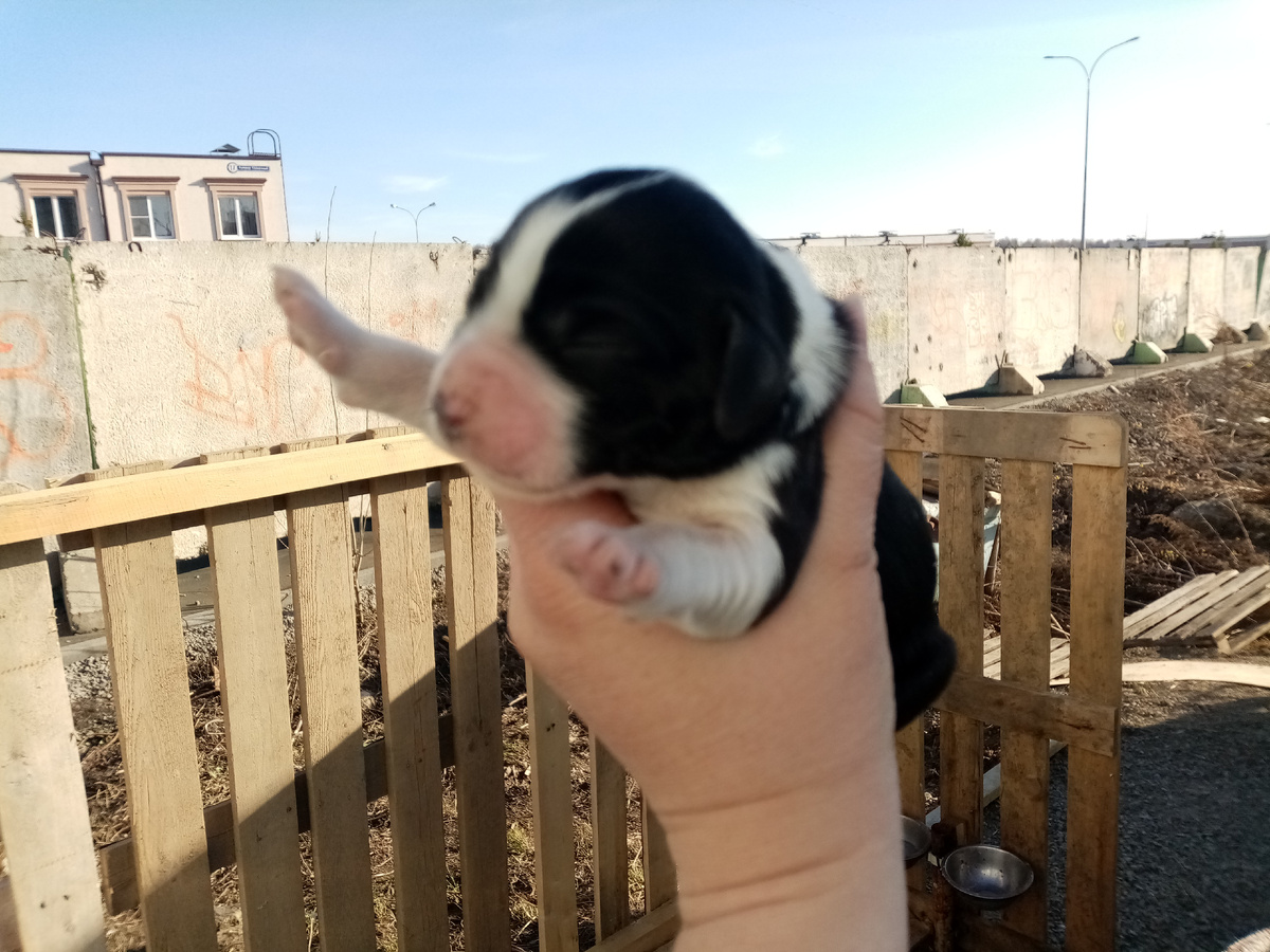 Весточке 3 дня