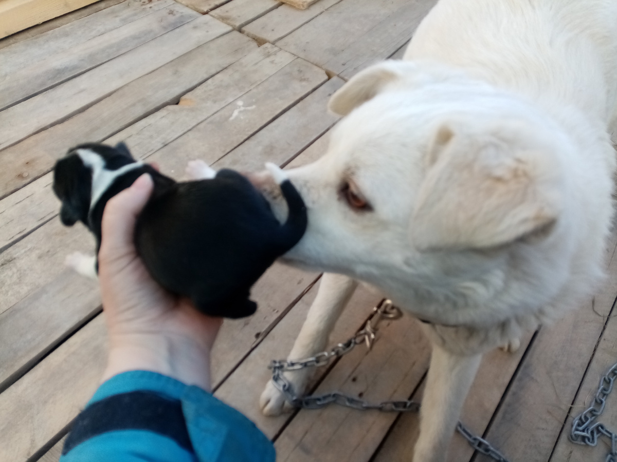 Весточка с мамой Белкой