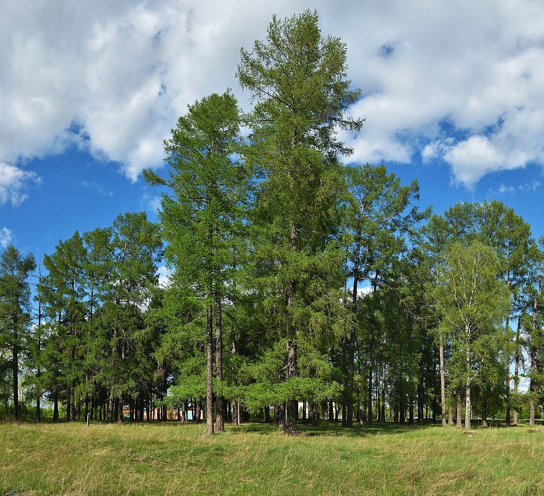 Особо охраняемая природная территория Карпинска «Старые культуры кедра и лиственницы»
