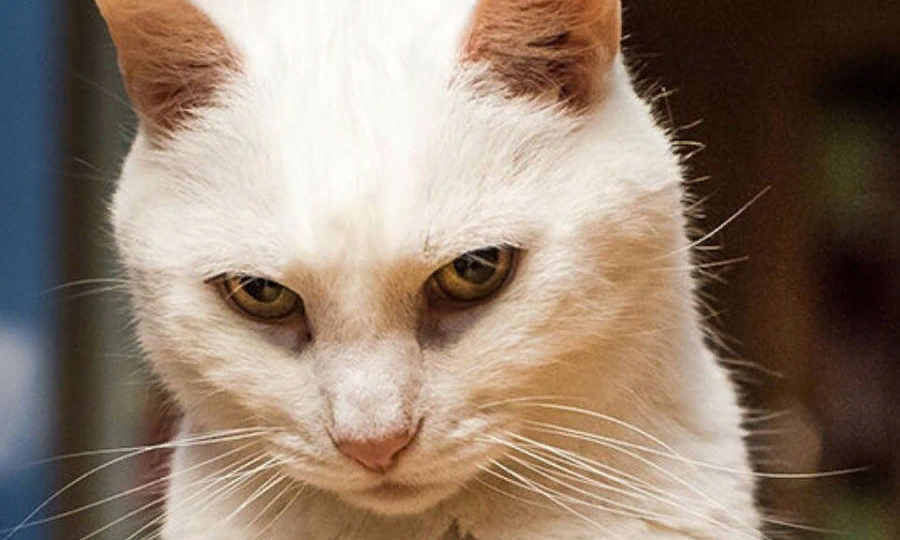 😸😾Испытывают ли кошки эмоции, и если да, то какие?