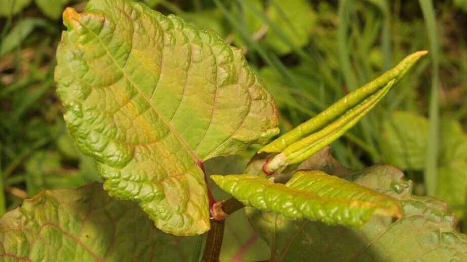     Источник: piemags/nature via Legion Media