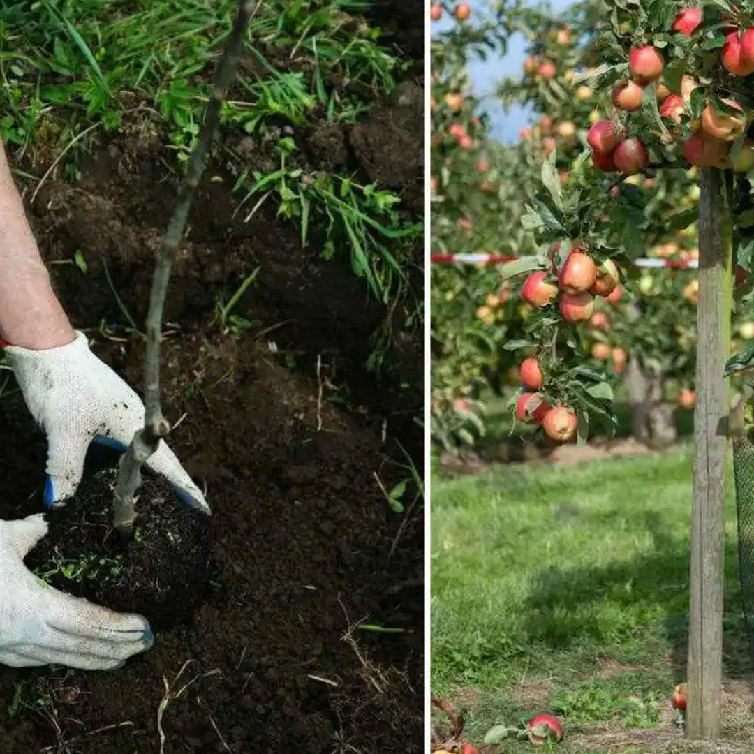 От посадки до первого урожая время пролетит - не заметишь