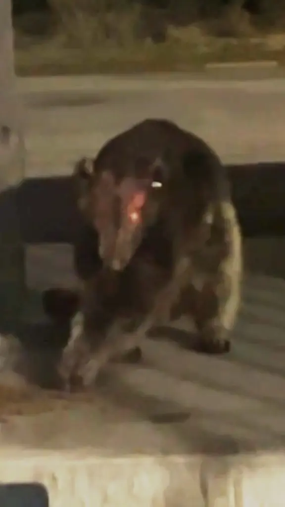 Джаней Линн восклицает: «Что это за фигня? Серьёзно!» — в вирусном видео предполагаемого зверя. Предоставлено: Джаней Линн/Pen News