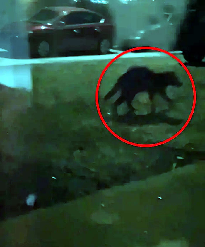 Таинственное существо исчезает в ночи. Предоставлено: Джаней Линн/Pen News.