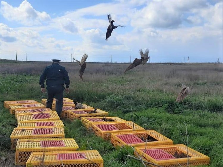    200 краснокнижных северокавказских фазанов выпустили в Темрюкском районе