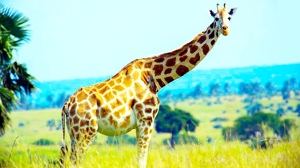 Если верить Ламарку, жираф обязан длинной шеей предкам. которые зачем-то тянулись к высоким веткам.