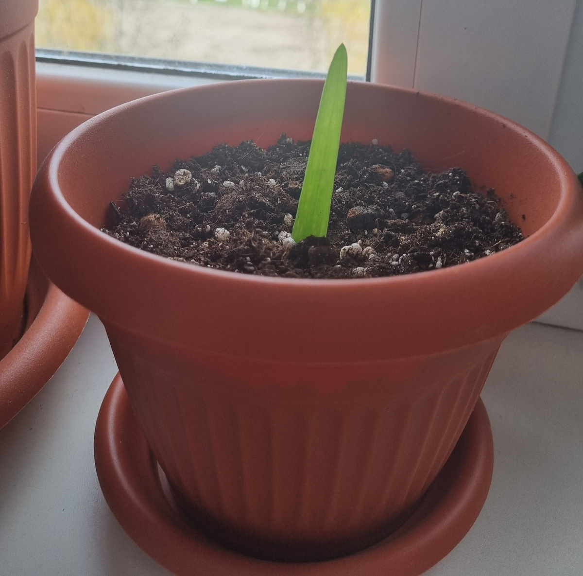 Размножение детками