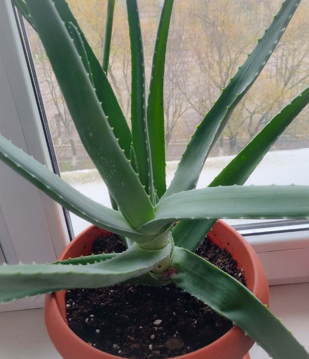 Алоэ после пересадки, горшок стоит на северном окне