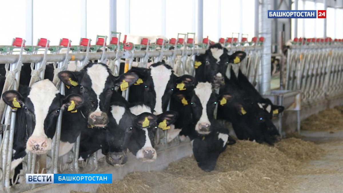    Федеральный бюджет будет компенсировать до 70% затрат на геномную экспертизу животных в Башкортостане