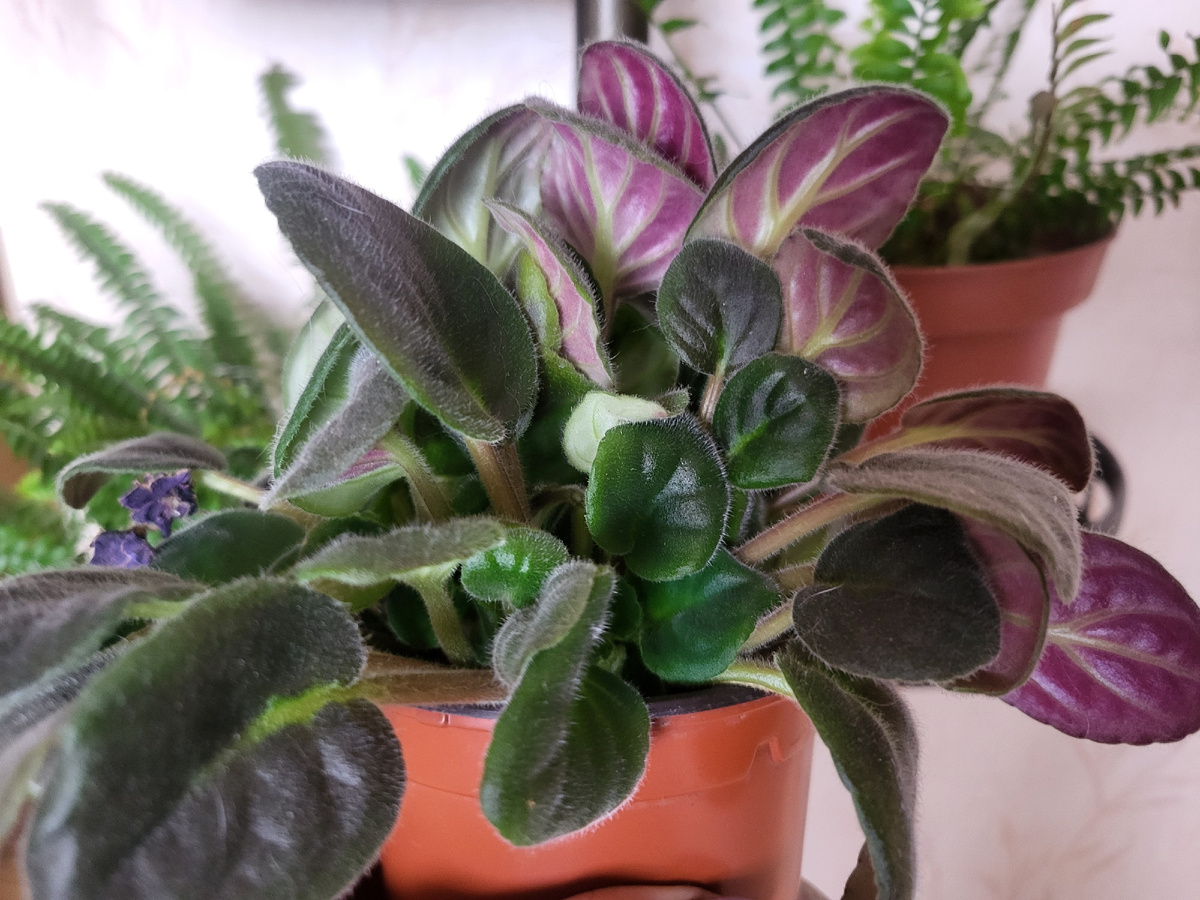  "Пушистость" явно повышенная. В статье использованы фото автора 