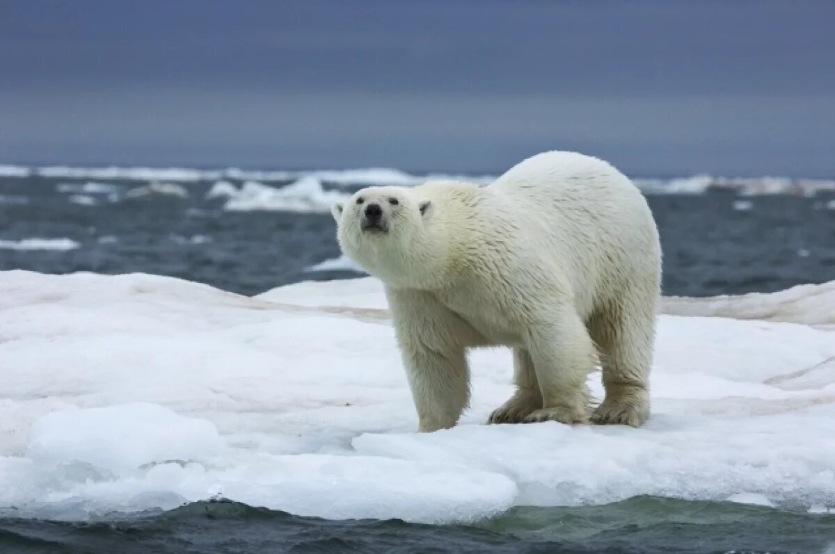    Красноярский фотограф стал победителем национальной премии «Рассвет»