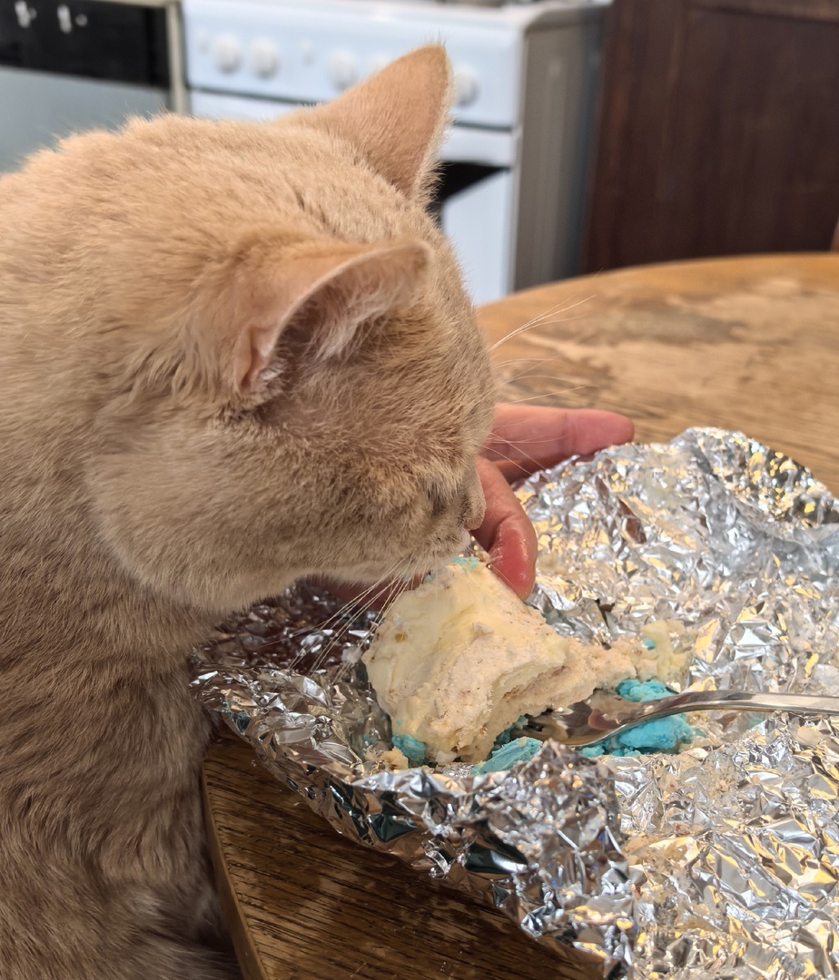 Нам с Максимкой недавно кусочек тортика перепал. Самолётик с большим удовольствием слизал с него крем. Сладкоежка маленький)