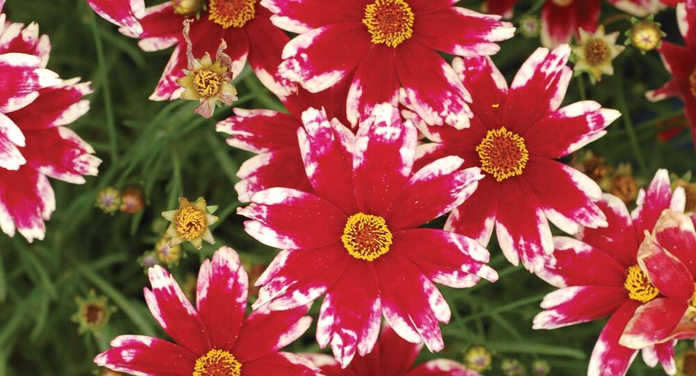 Марафон красоты на вашей даче: 7 многолетников, которые цветут всё лето — и даже дольше!