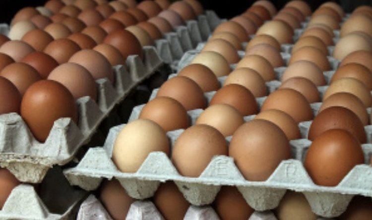    О куриных яйцах к Пасхе и при чем тут ИИ рассказали в МСХ Липецкой области