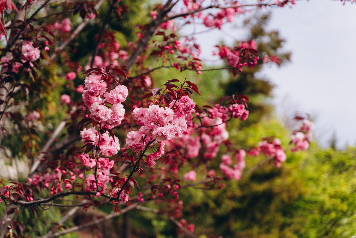     Ежегодный фестиваль цветущей сакуры проходит в Крыму