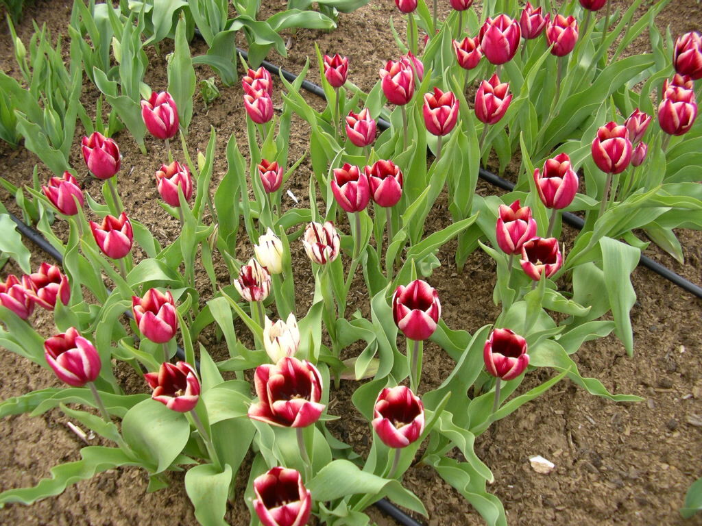 Тюльпаны в Россию првез Петр I