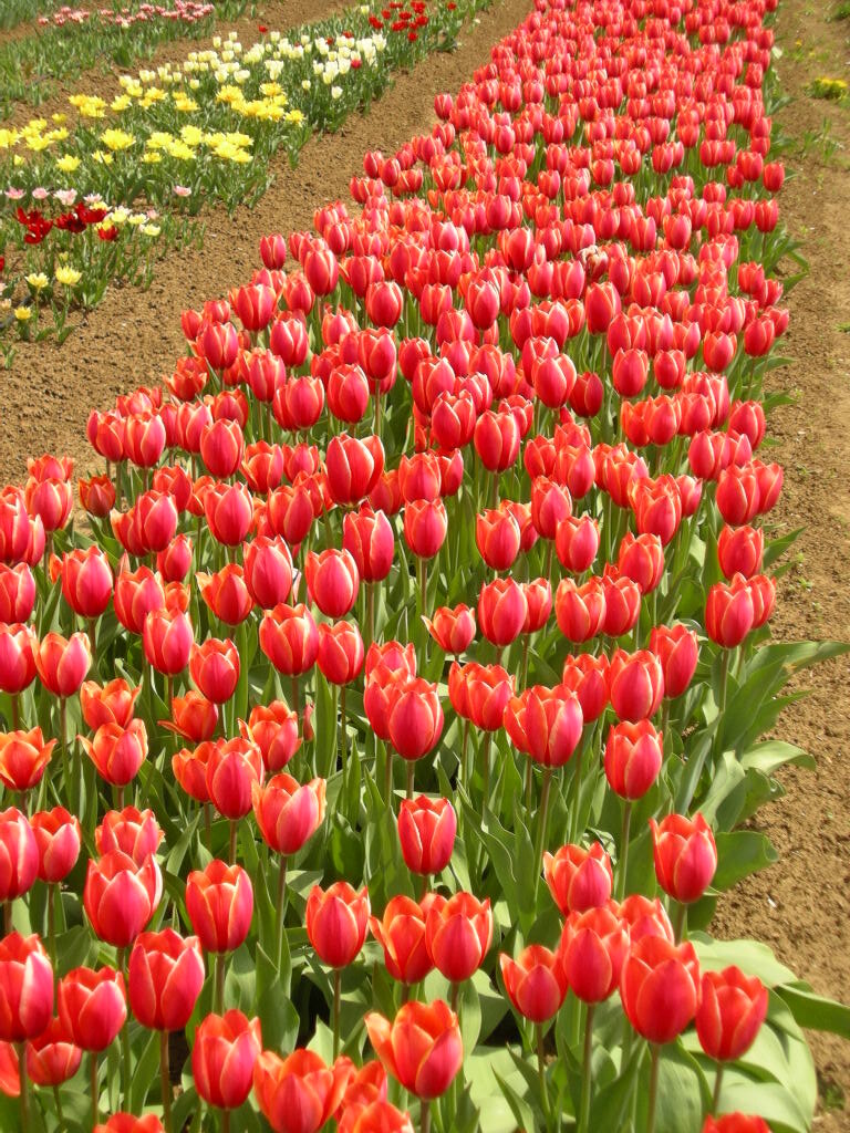 Весенний цветок часто ассоциируется у нас с новой жизнью, и не зря. Но в зависимости от его цвета, меняется и значение. Например, красные тюльпаны означают сильную любовь