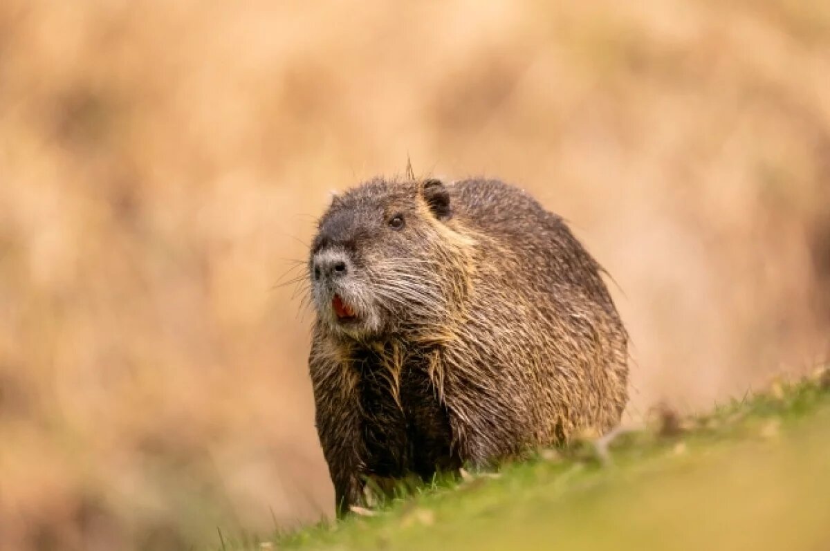    Жители рязанского села встретили заблудившегося бобра на дороге
