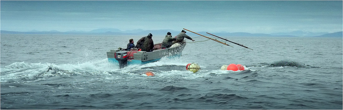 Охота на кита Берингово море Фото из открытого источника сети Интернет