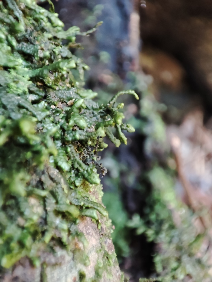 Автор фото: Анна Карташева. Канарская порелла в основании лавра