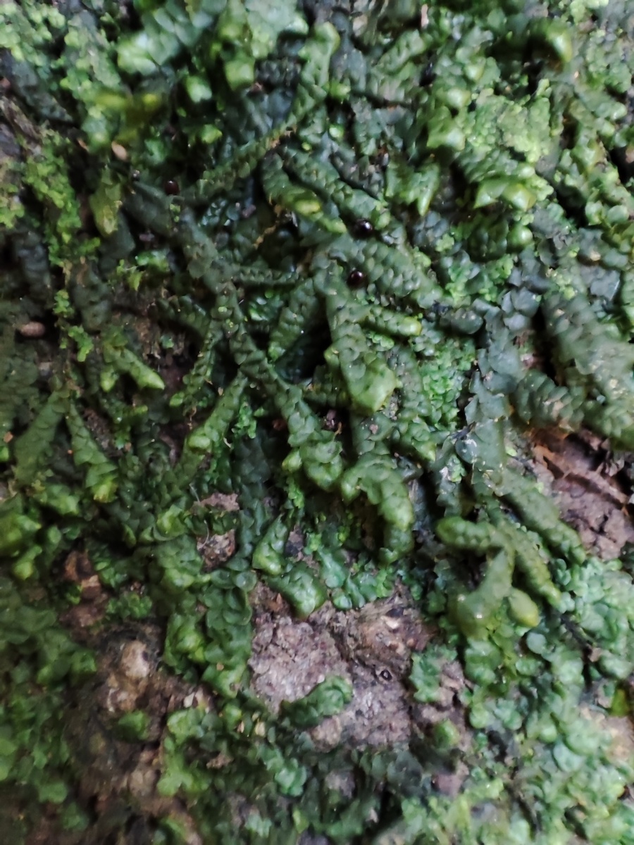 Автор фото: Анна Карташева. Канарская порелла в основании лавра