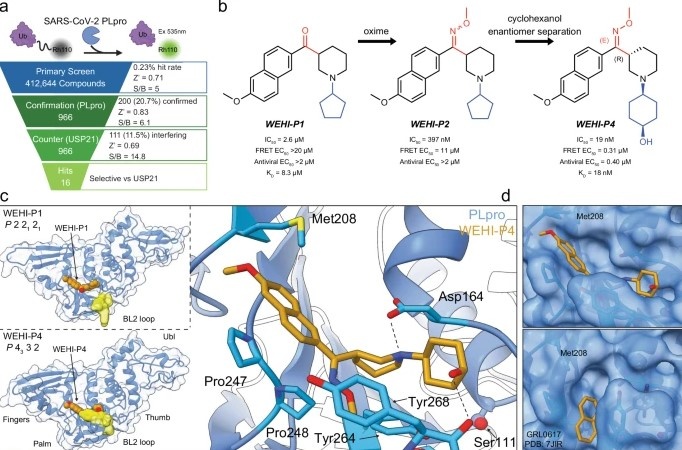 Серия WEHI - P представляет собой новую основу для ингибиторов PLpro.