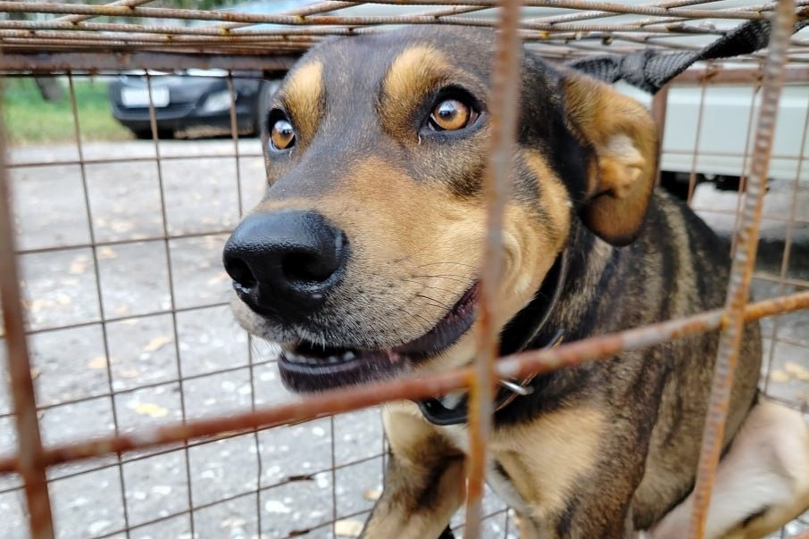    Нижегородское правительство разработало инвестиционные льготы для будущих владельцев приютов для животных