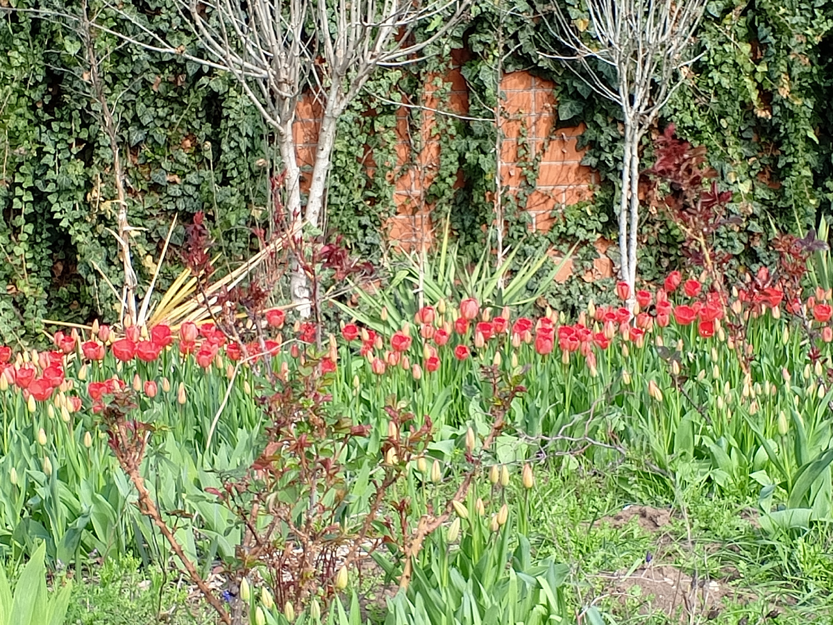 Тюлюпаны не очень получились, фоткала издалека, из машины