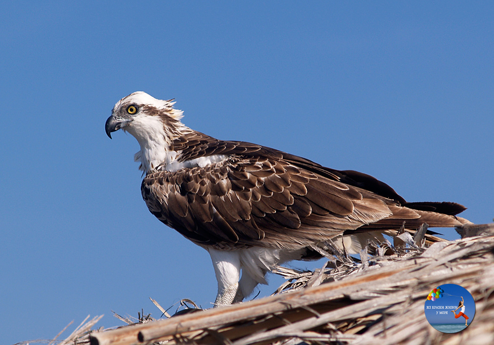 Скопа. Фото автора.