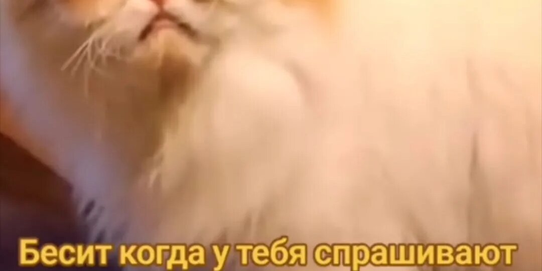 Зачем «Союз православных хоругвеносцев» обратился к депутатам