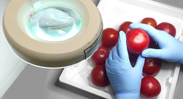    В партии томатов из Турции выявили вирус коричневой морщинистости плодов