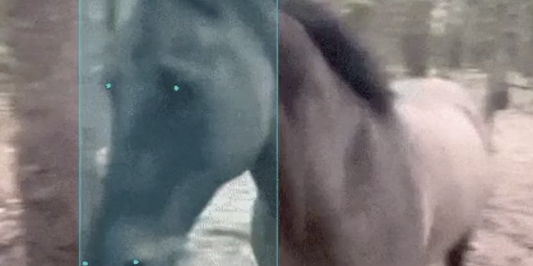 Как нас нейросеть и табуны лошадей научили управляться с дедлайнами⁠⁠