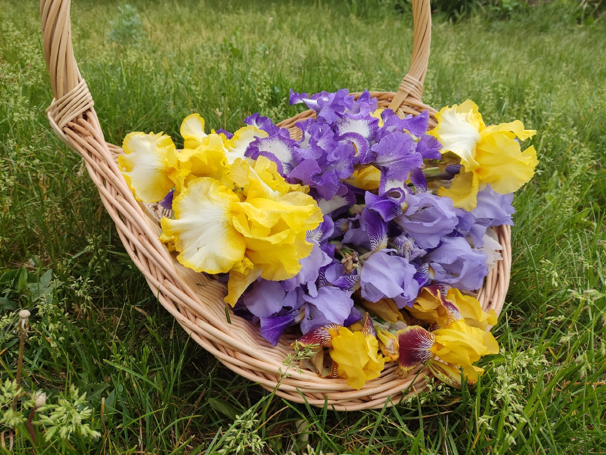 Желтый - сорт Big Dipper, синий -  Loop the Loop