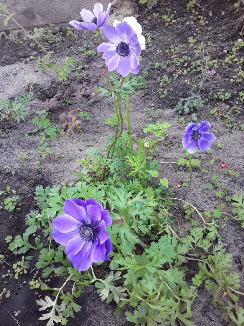 Анемона корончатая - мой первый опыт, он же - лучший