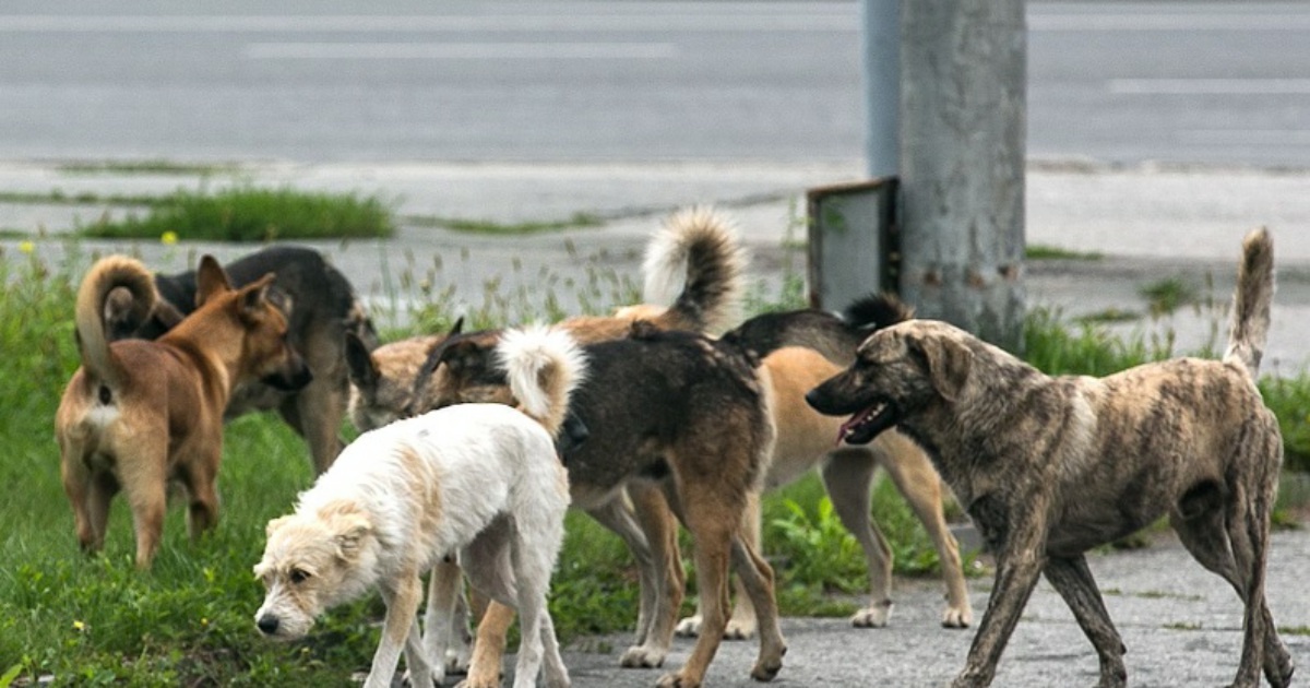 Фото для обложки, источник nsk.rbc.ru